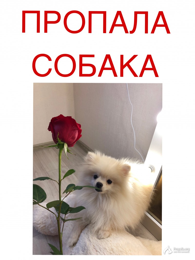 ПРОПАЛА СОБАКА