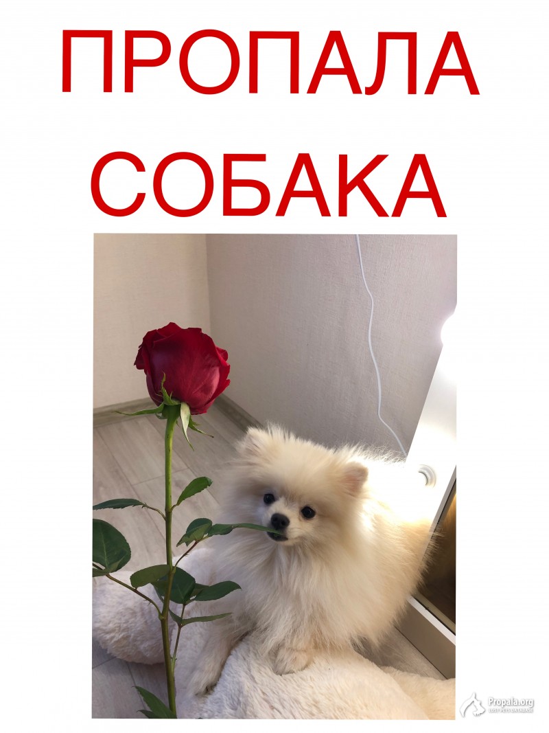 ПРОПАЛА СОБАКА 