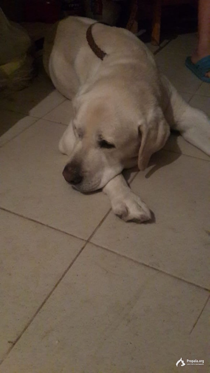 Найден ЛАБРАДОР