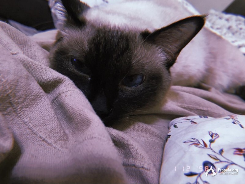 Потерялась Кошка , СПБ