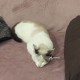 Найден кот\ кошка. СПБ Адмиралтейский район