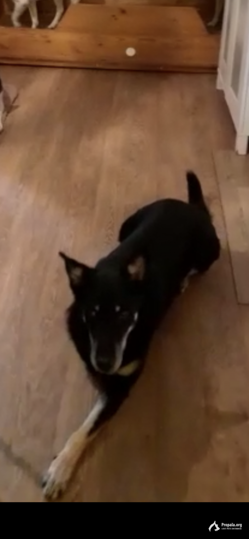 Пропала собака инвалид