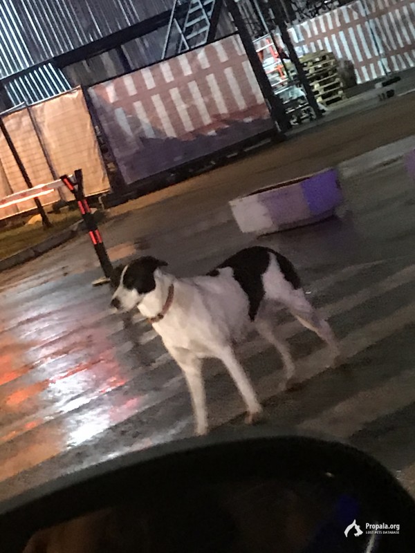Найдена собака возле Крокуса 