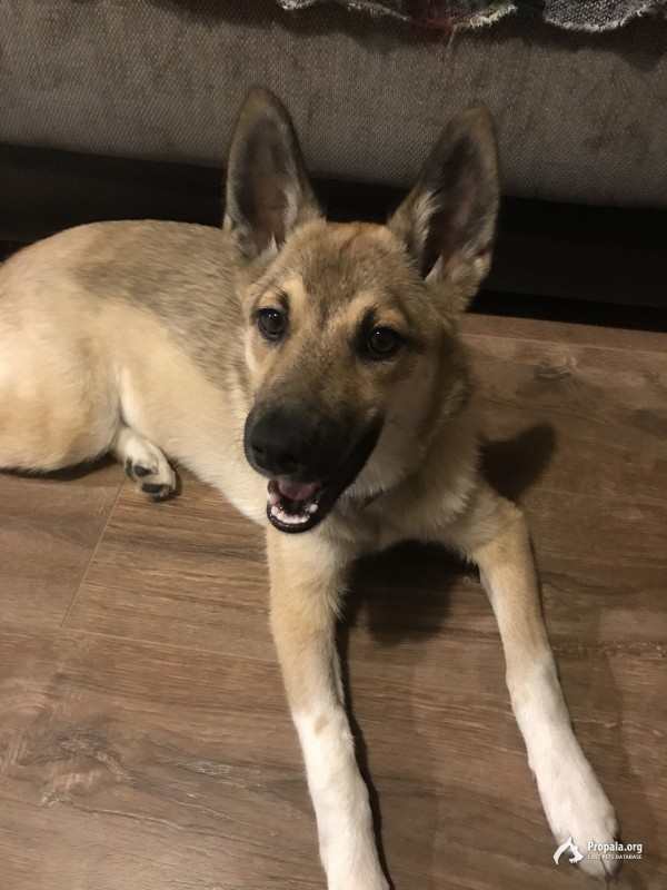 Найдена собака г.Московский