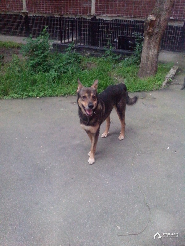 Найдена собака.