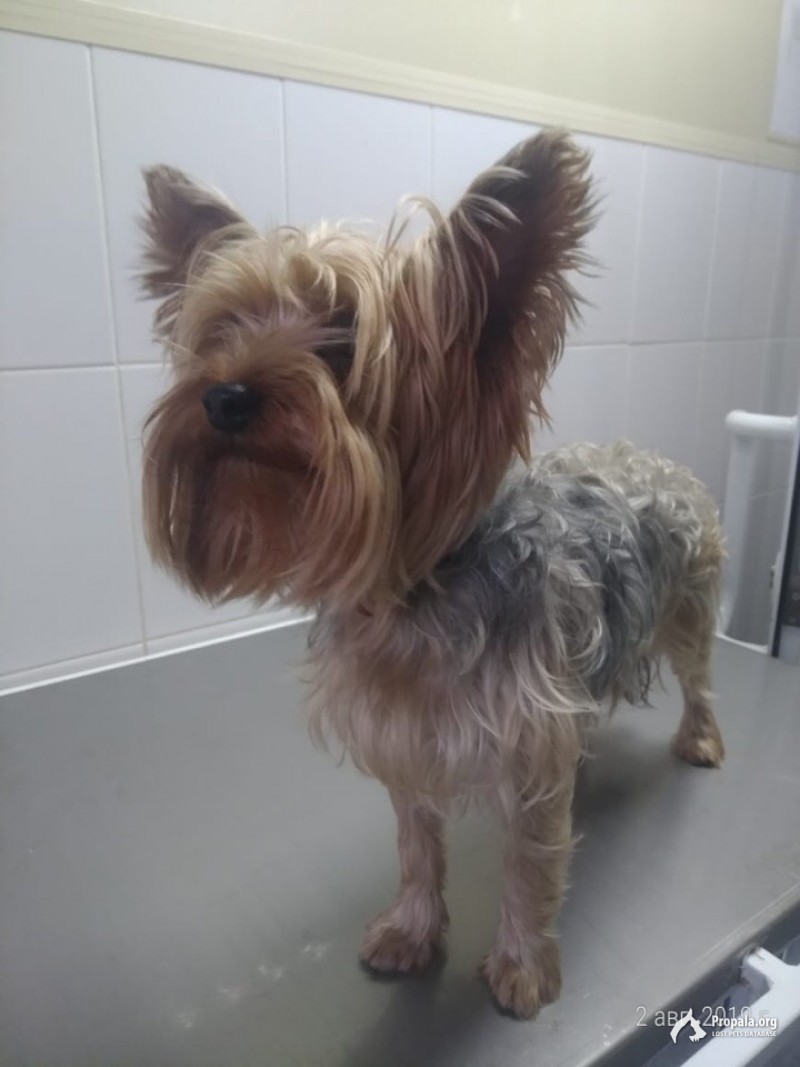 Найден кобель йоркширского терьера