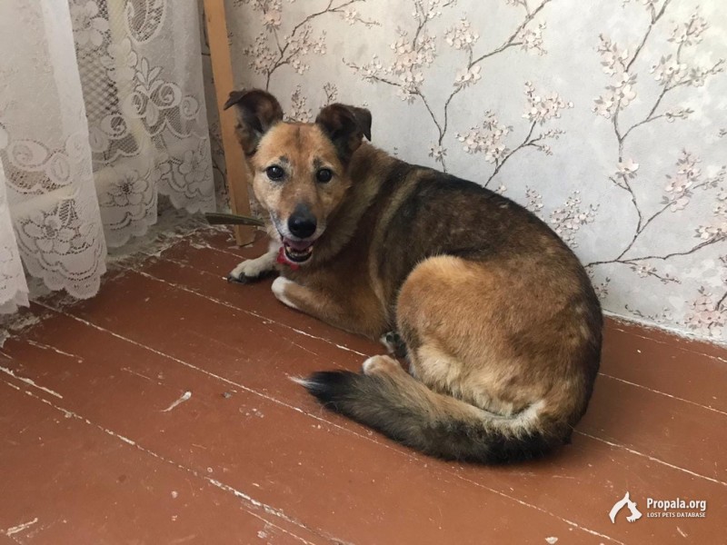 Пропала собака