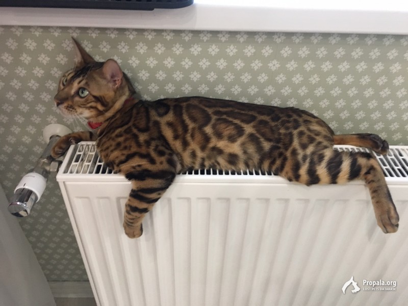 Пропал кот Бенгал