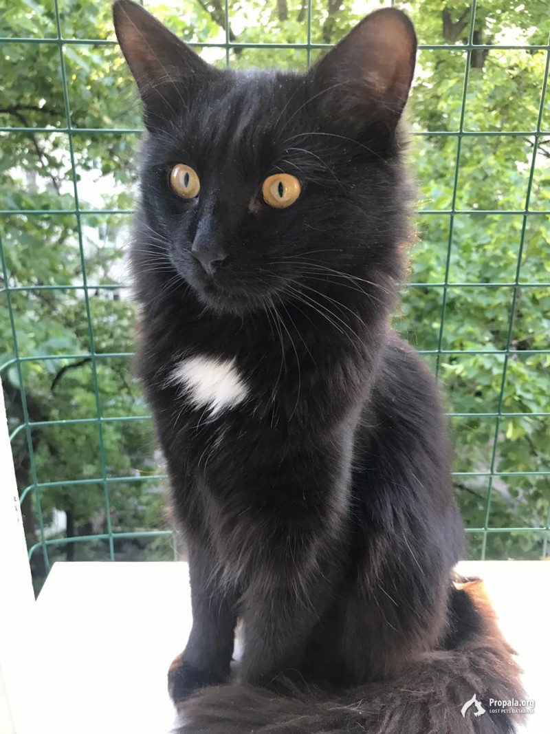 Пропал кот! Якиманка