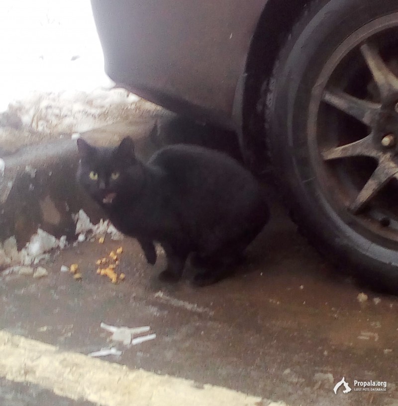Найден кот, полностью черный 11 января