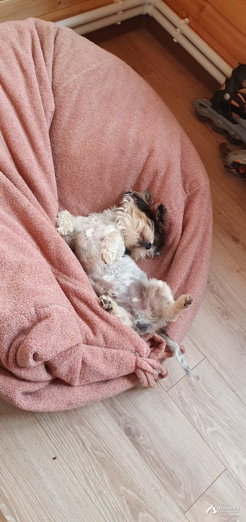 Пропала собака Бивер