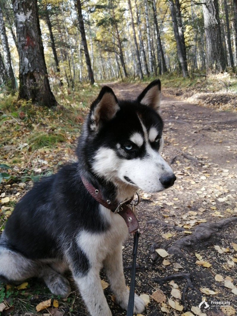 НАЙДЕН ХАСКИ КОБЕЛЬ