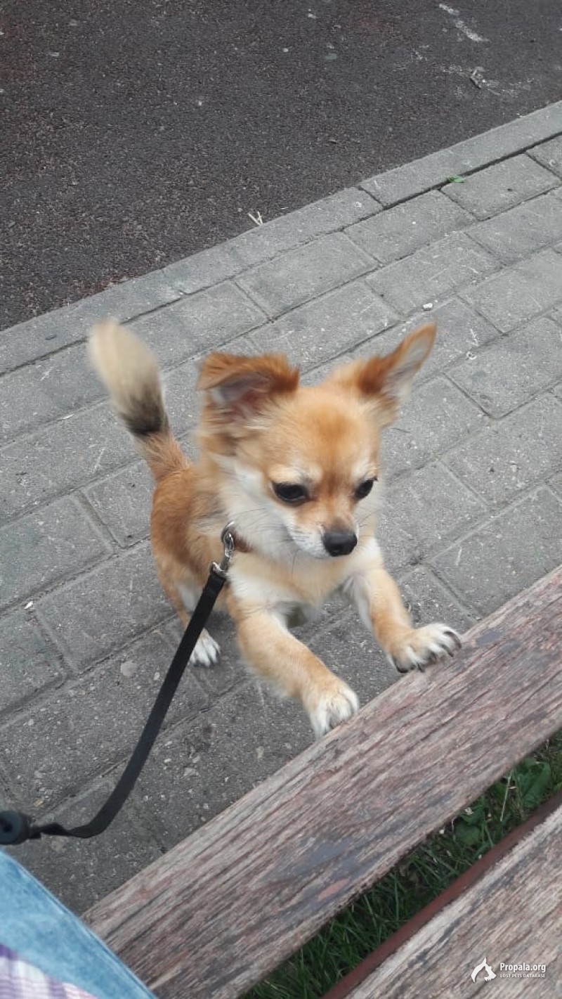 Помогите! Пропала собака!