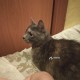 27 июня пропала кошка