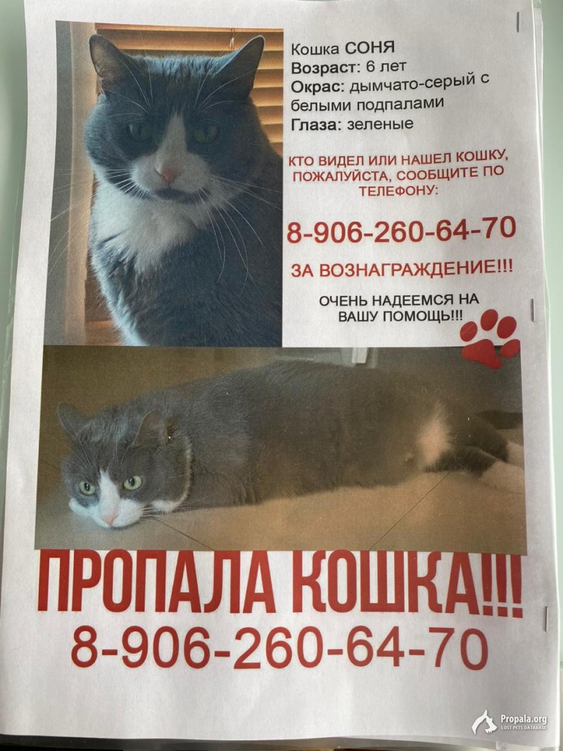 Помогите пропала Любимая кошка