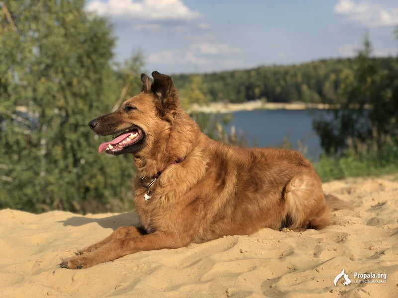 Пропала собака в Лыткарино