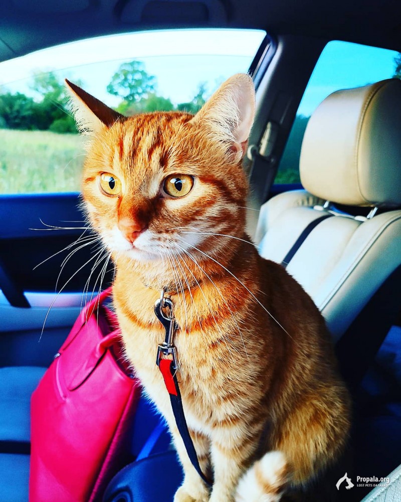 Пропал кот по кличке Димон