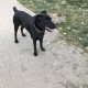 Нижний Новгород. Черная собака в коричневом ошейнике