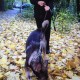 Пропала собака