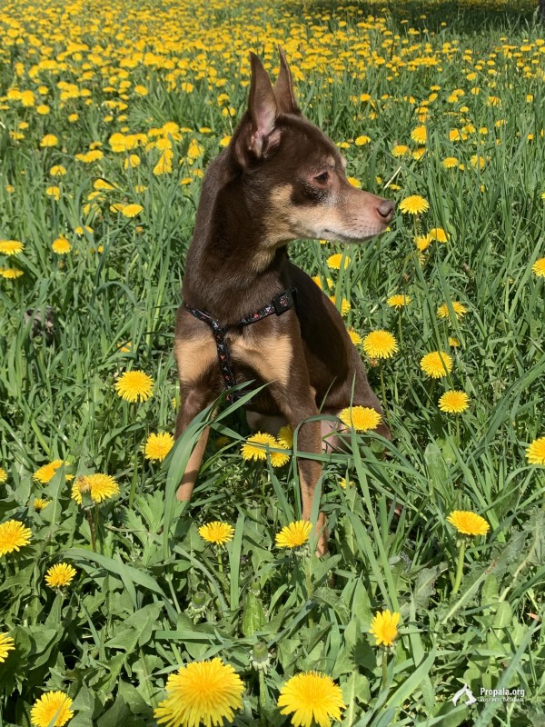 Пропала собака той терьер в Бутово Парке 2