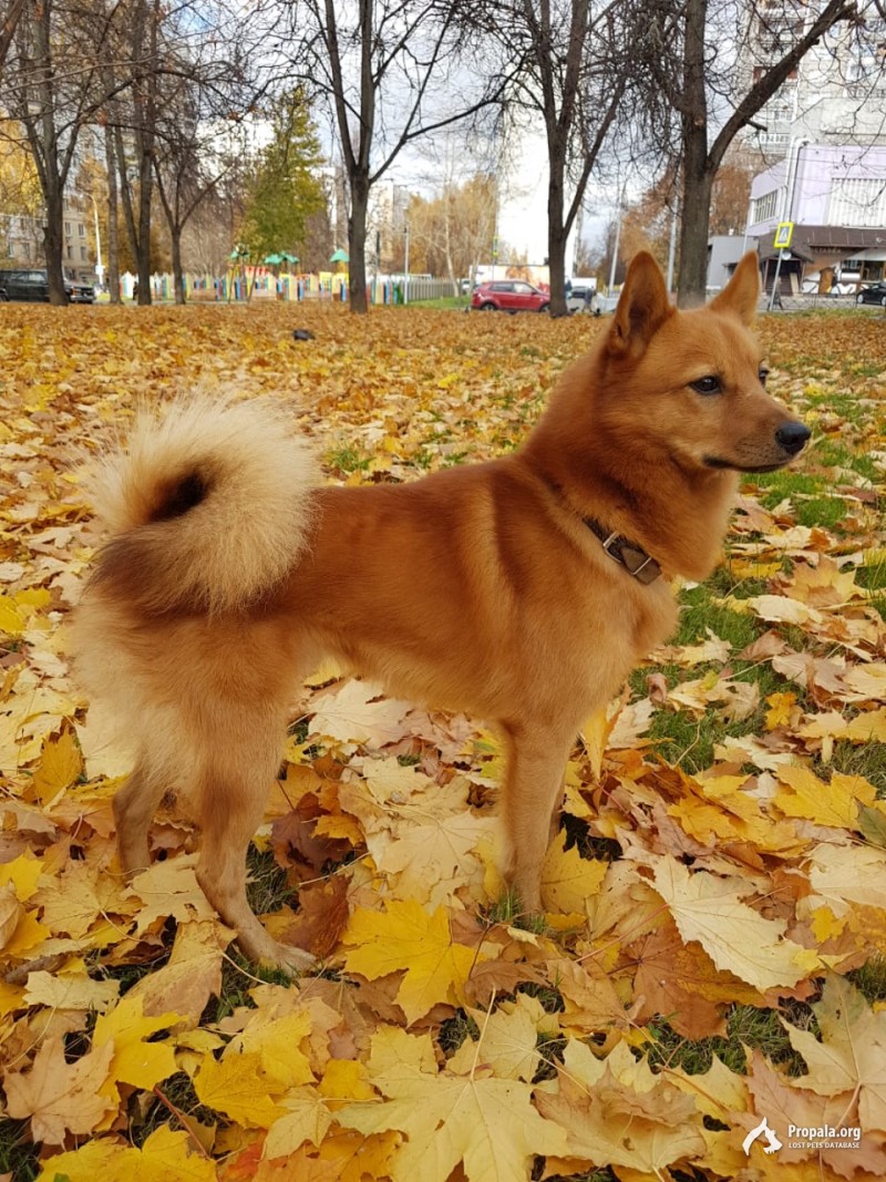 Пропала собака рыжая лайка