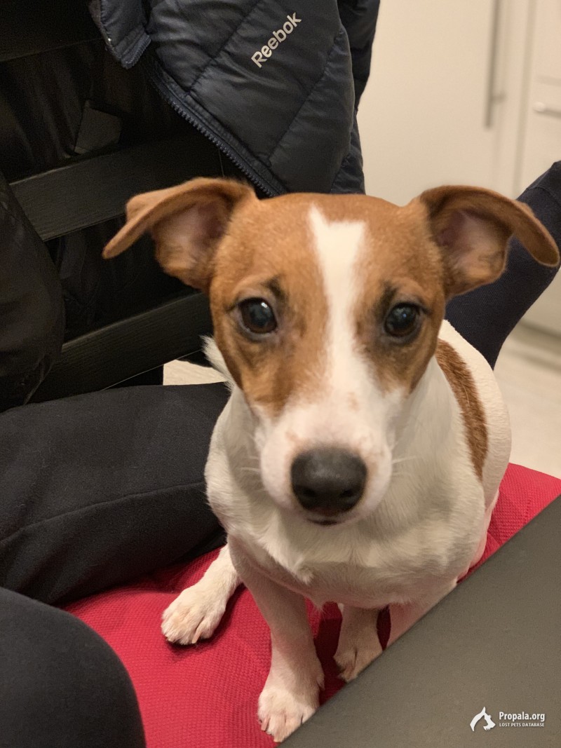 Пропала собака!!!