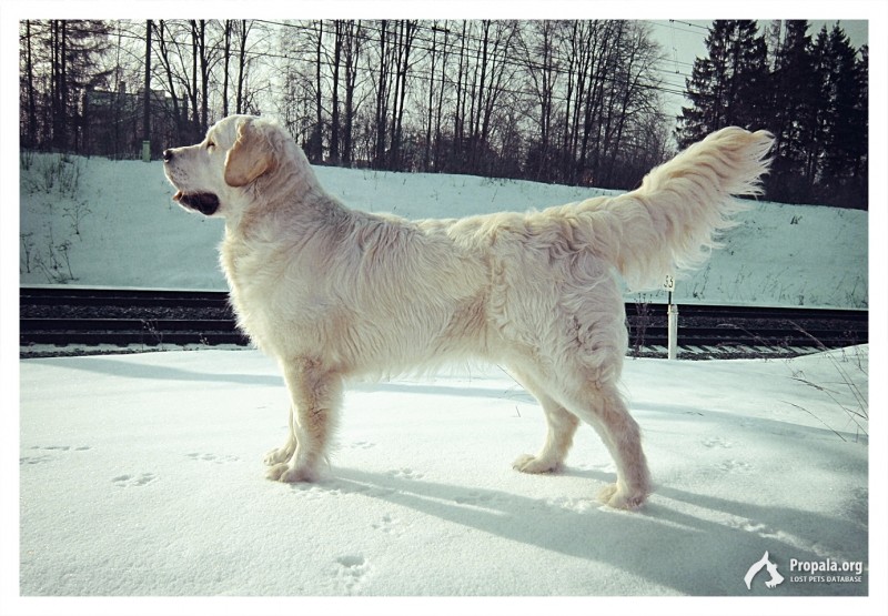 Потерялся ГОЛДЕН РЕТРИВЕР