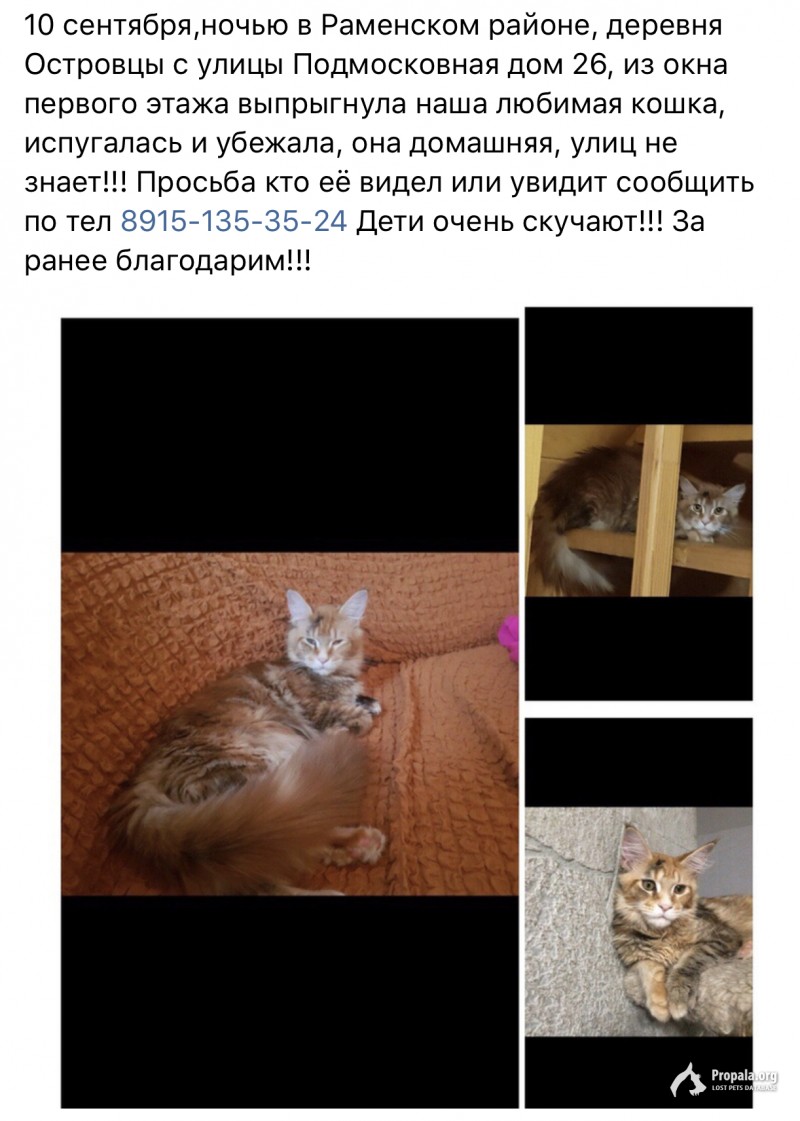 Пропала нада любимица