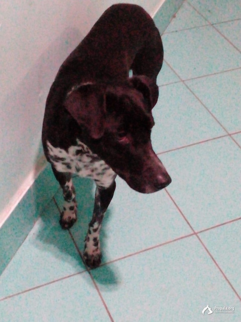 НАШЛАСЬ СОБАКА ГОРОД ЧЕЛЯБИНСК