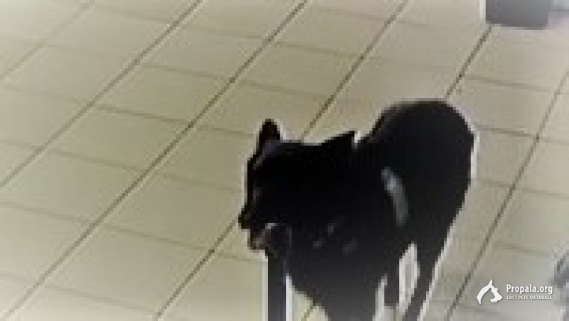 пропал метис лайки