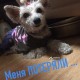 Потерялся маленький пес - г. Павловск Лен.обл.