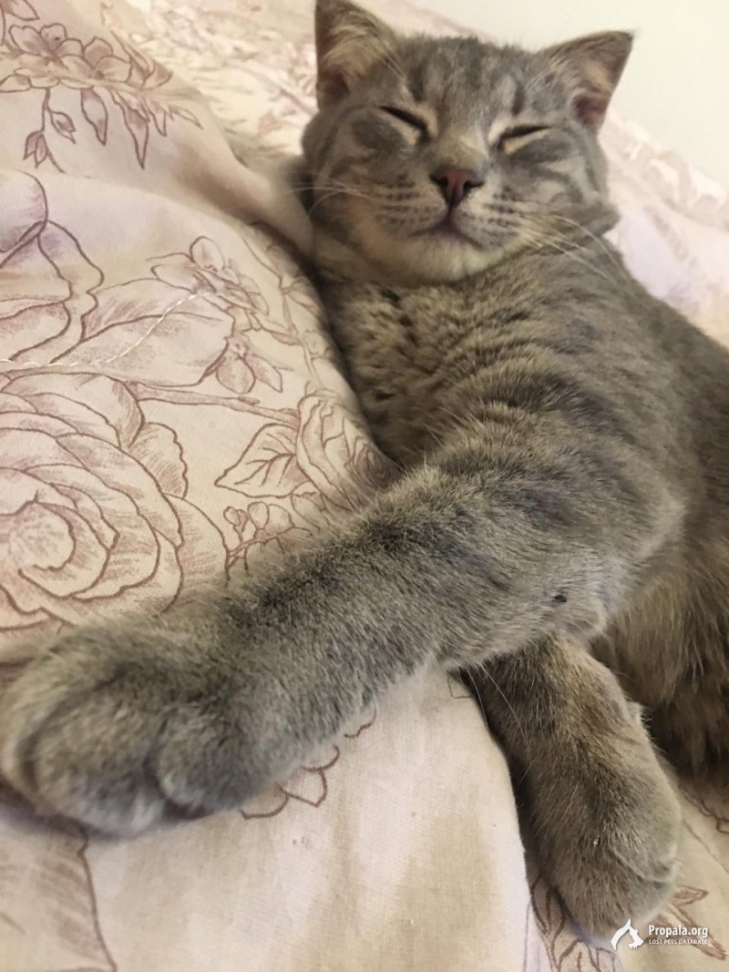 Кошка в самые добрые руки