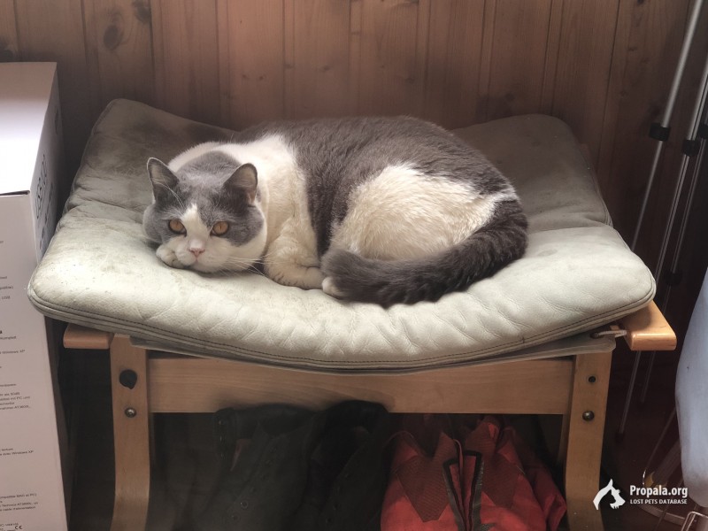 Кот, Истринский район, деревня Новинки. 10 000 руб