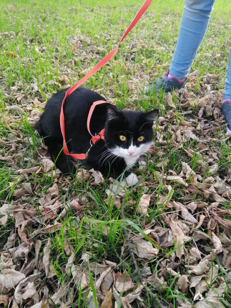 Потерялся кот!!!!