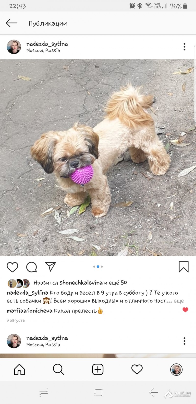 Пропала собака