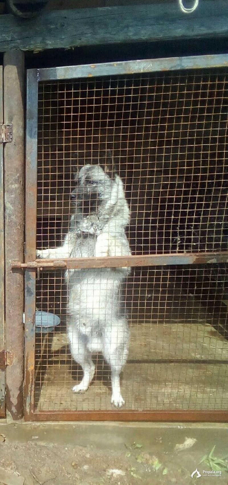 Пропала собака