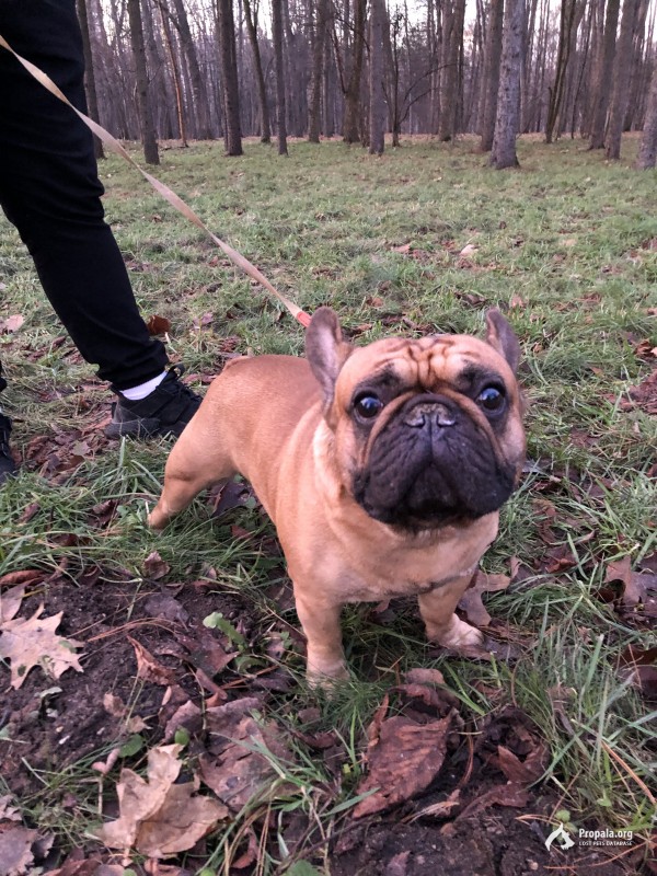 Потерялась собака!