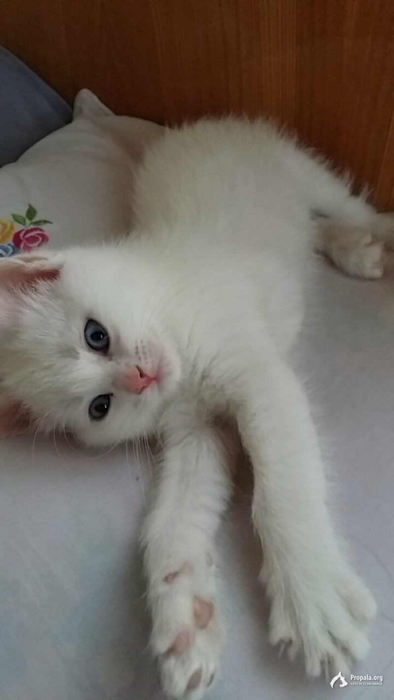 Пропала кошка