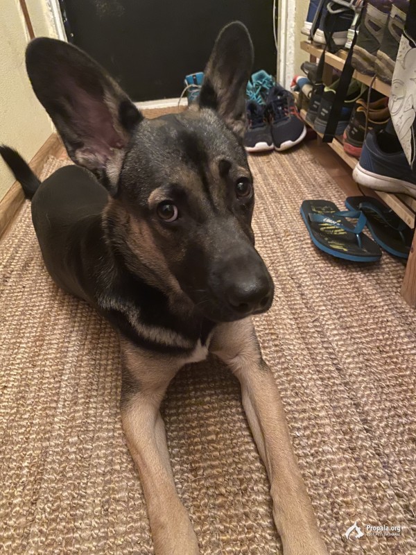 Москва, Измайлово, 06.10.2020 найден щенок девочка