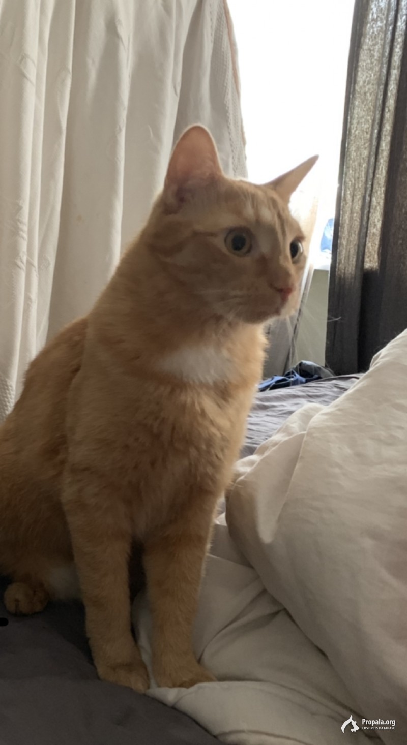 ПРОПАЛ КОТ!!!