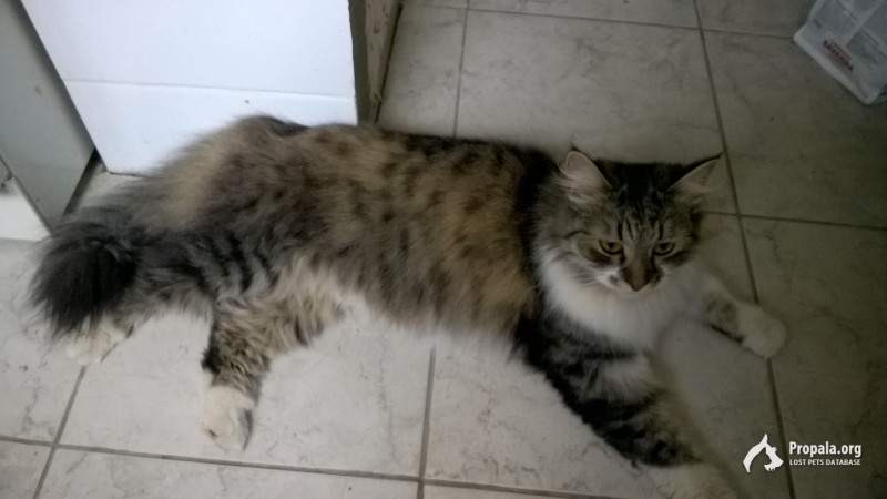 найден сибирский кот