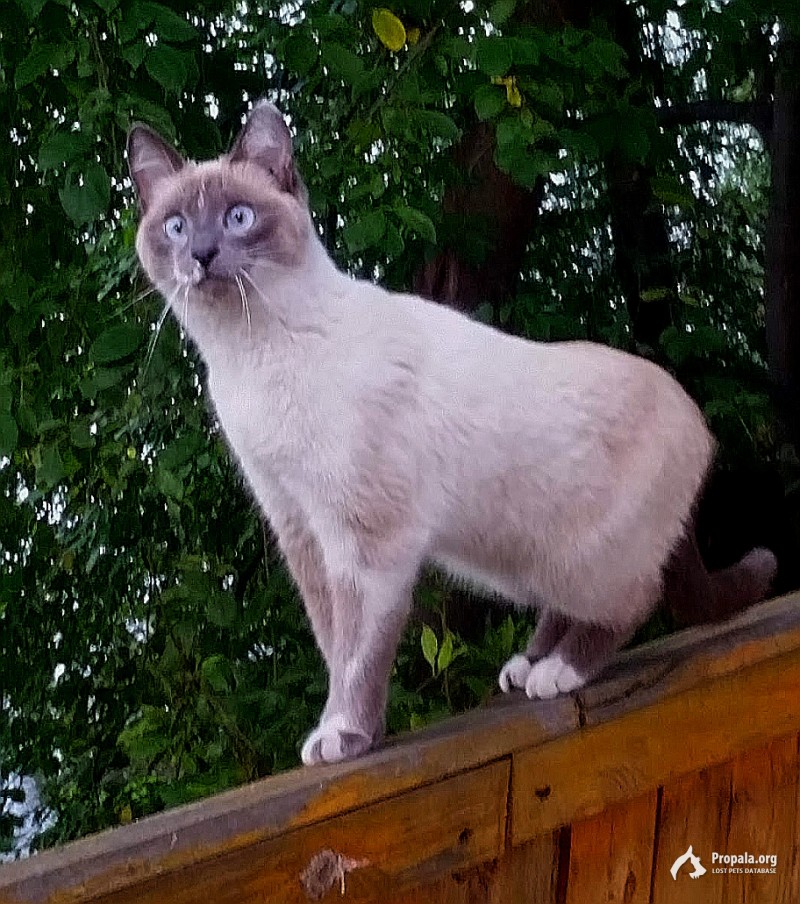 Пропала кошка! Верните за вознаграждение!