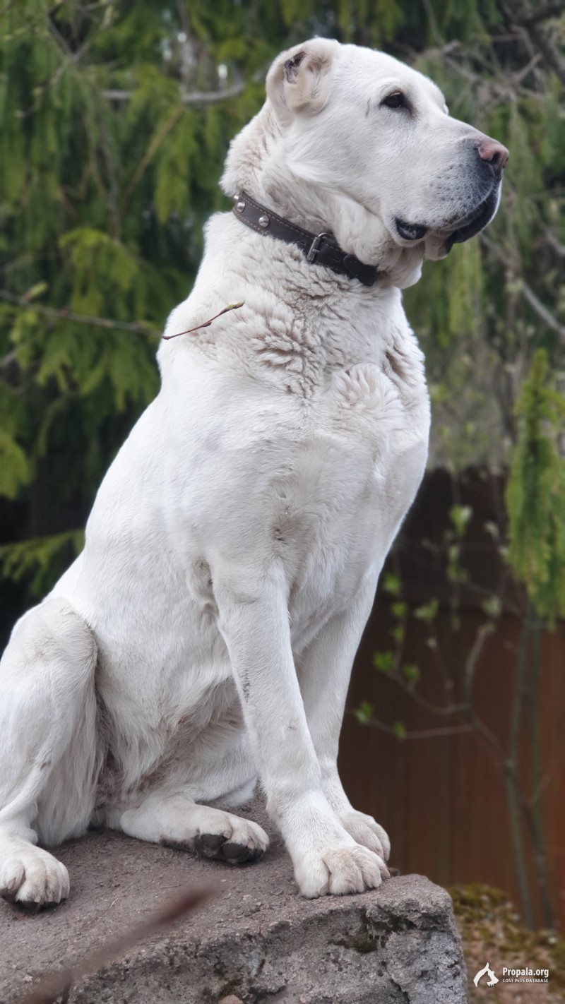 Пропала собака породы Алабай