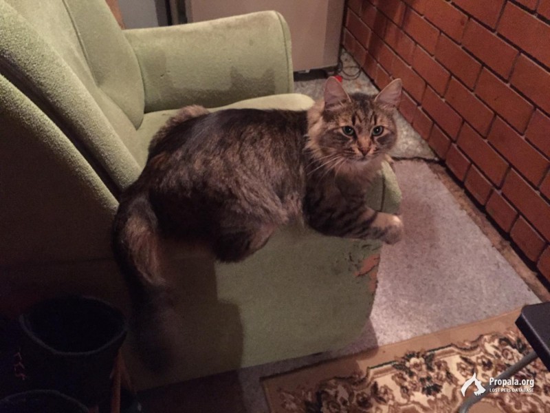 Пропал любимый кот! Люди Помогите!