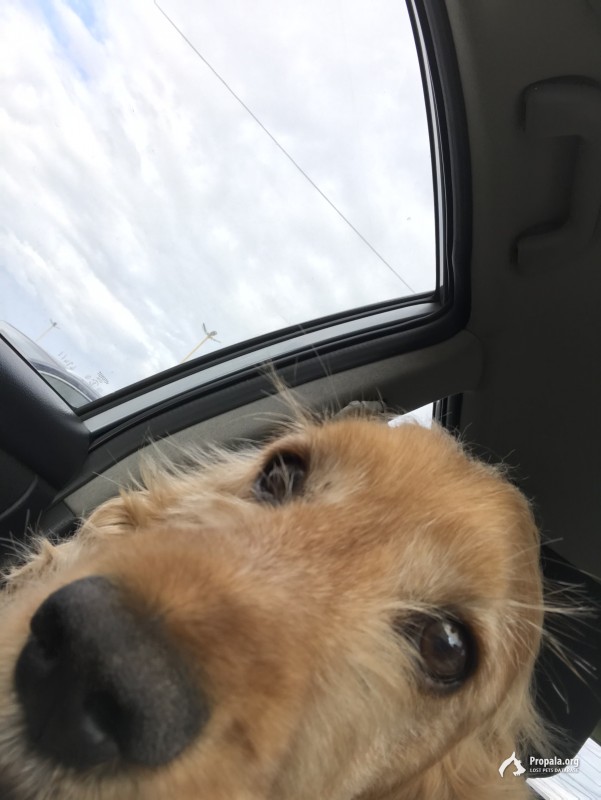 Пропал. Кострома