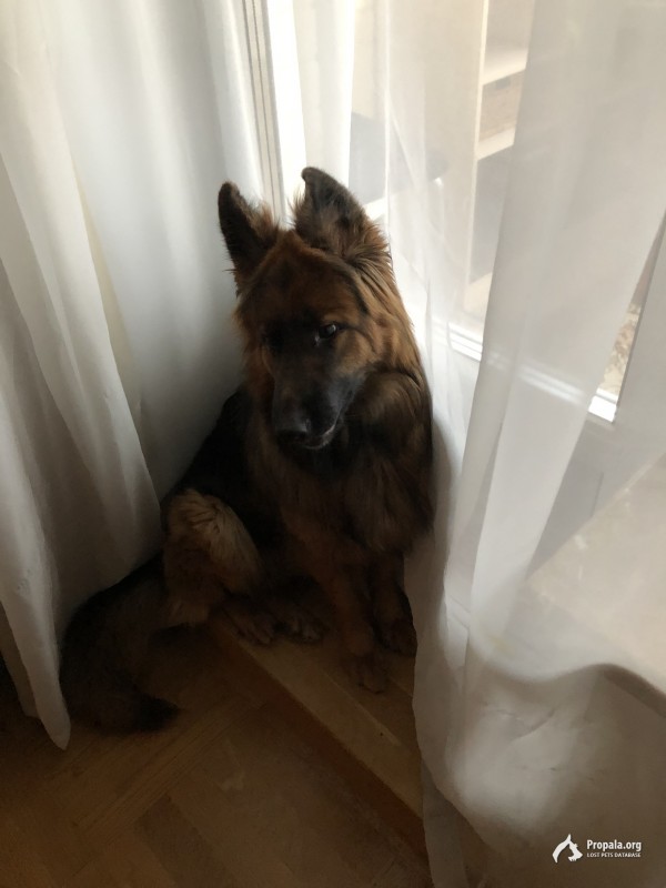 Пропала немецкая овчарка