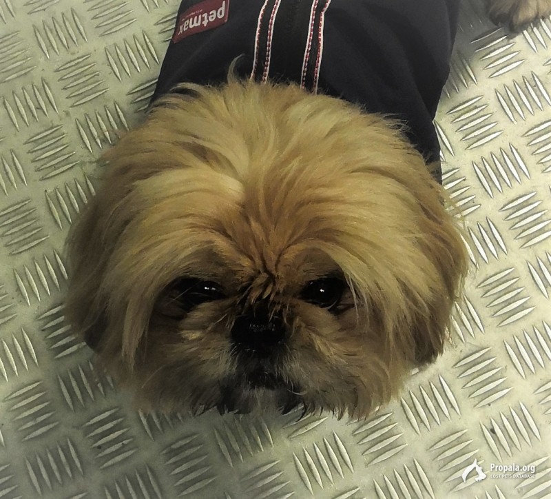 Пропала собака