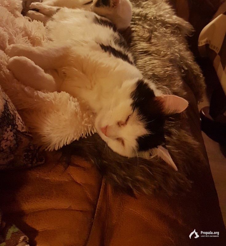 Пропал кот!!!