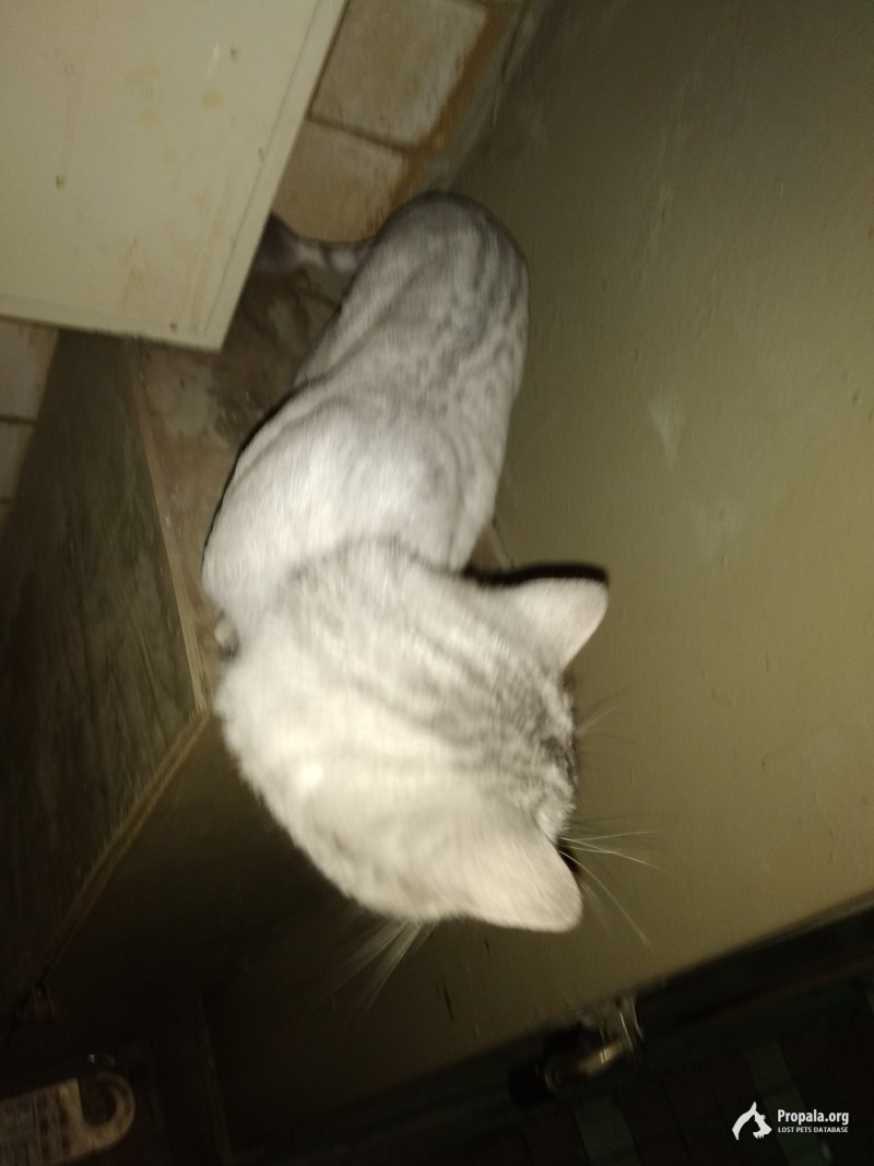 Найден котенок