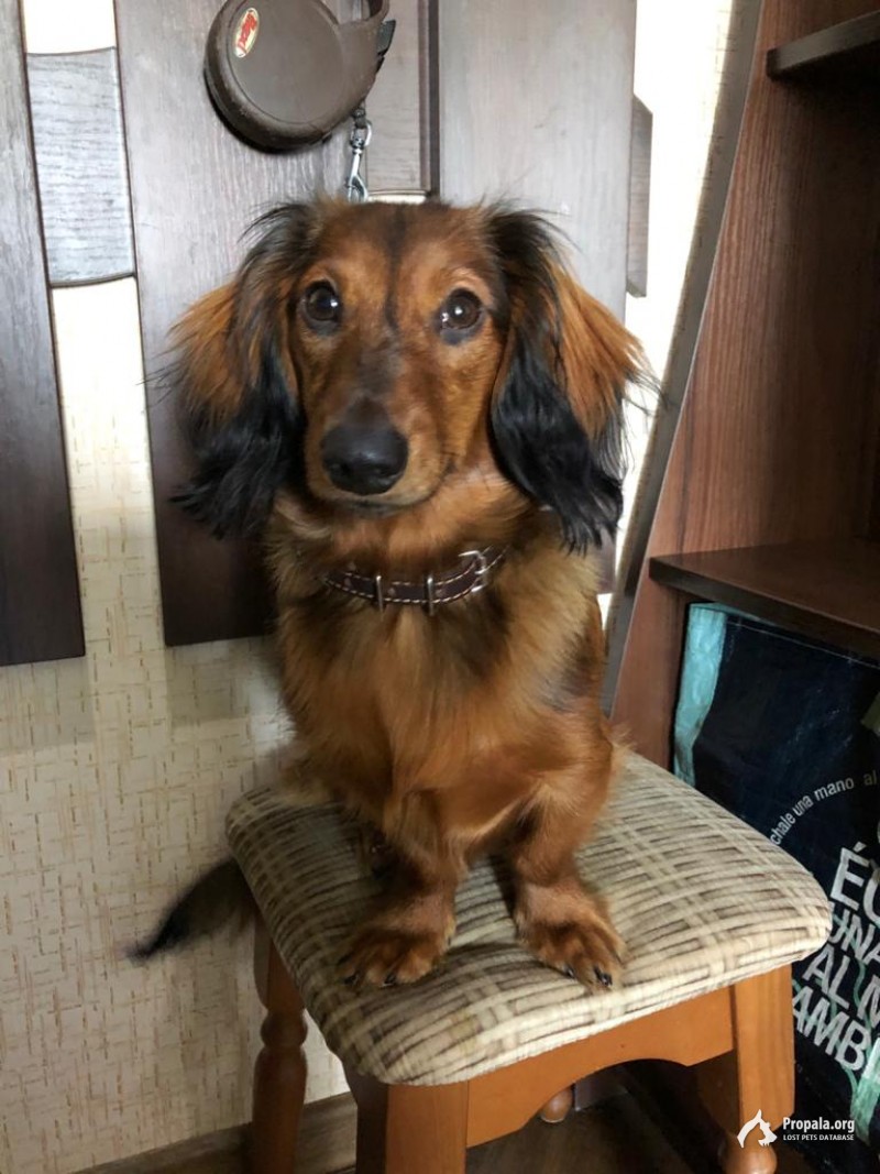 Такса длинношёрстная пропала улица тюляева Краснодар